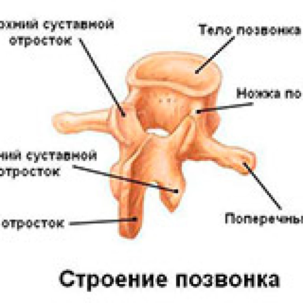 Схема остистых отростков Схема остистых отростков
