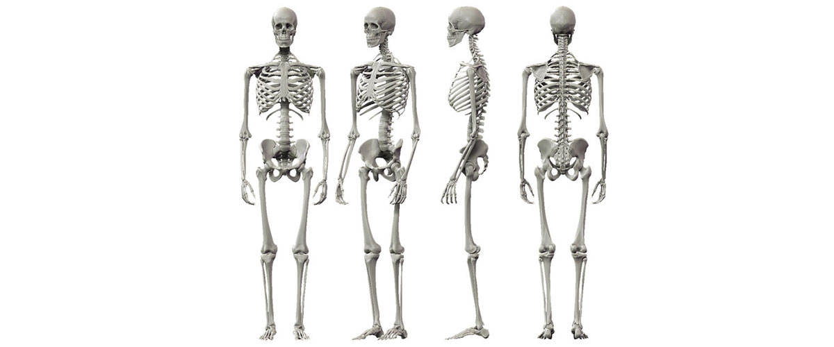 Анатомия человека