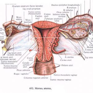 Женская промежность