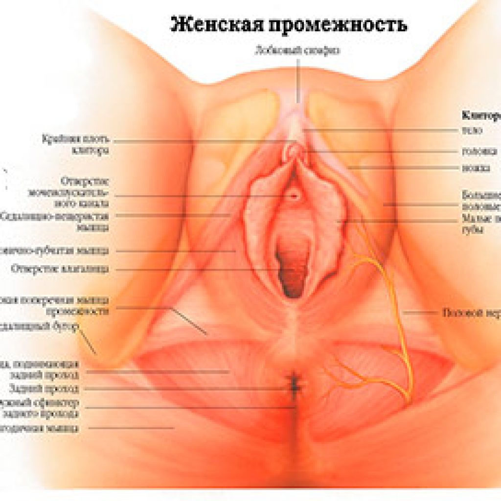 Смотреть Фото Женской Пизды