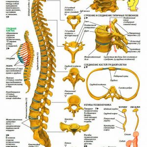 Позвоночник человека