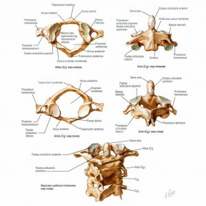 Шейные позвонки