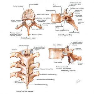Грудные позвонки