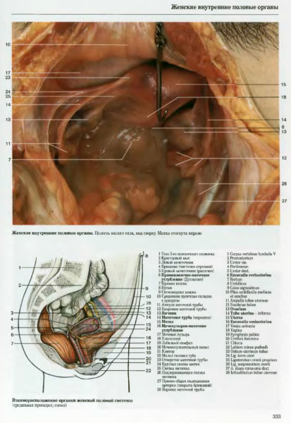 Женские внутренние половые органы