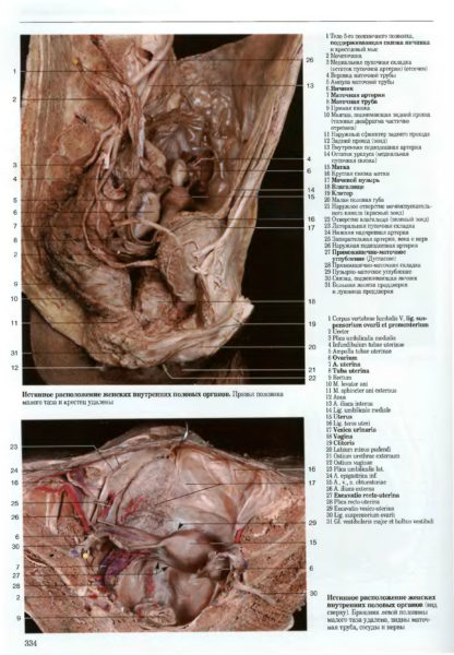 Женские внутренние половые органы