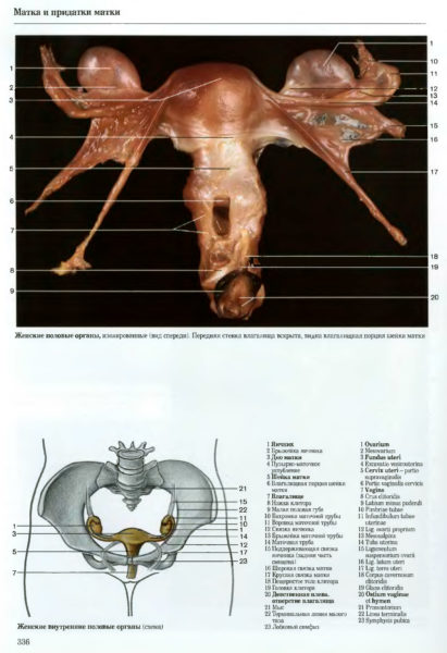 Женские половые органы