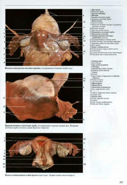 Женские половые органы