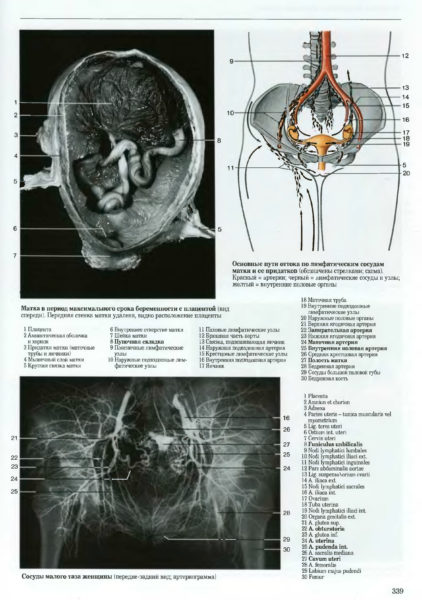 Женские половые органы