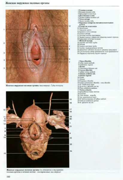 Женские половые органы