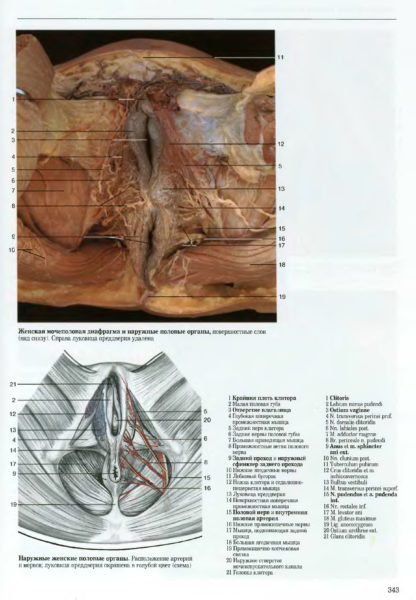 Женские половые органы